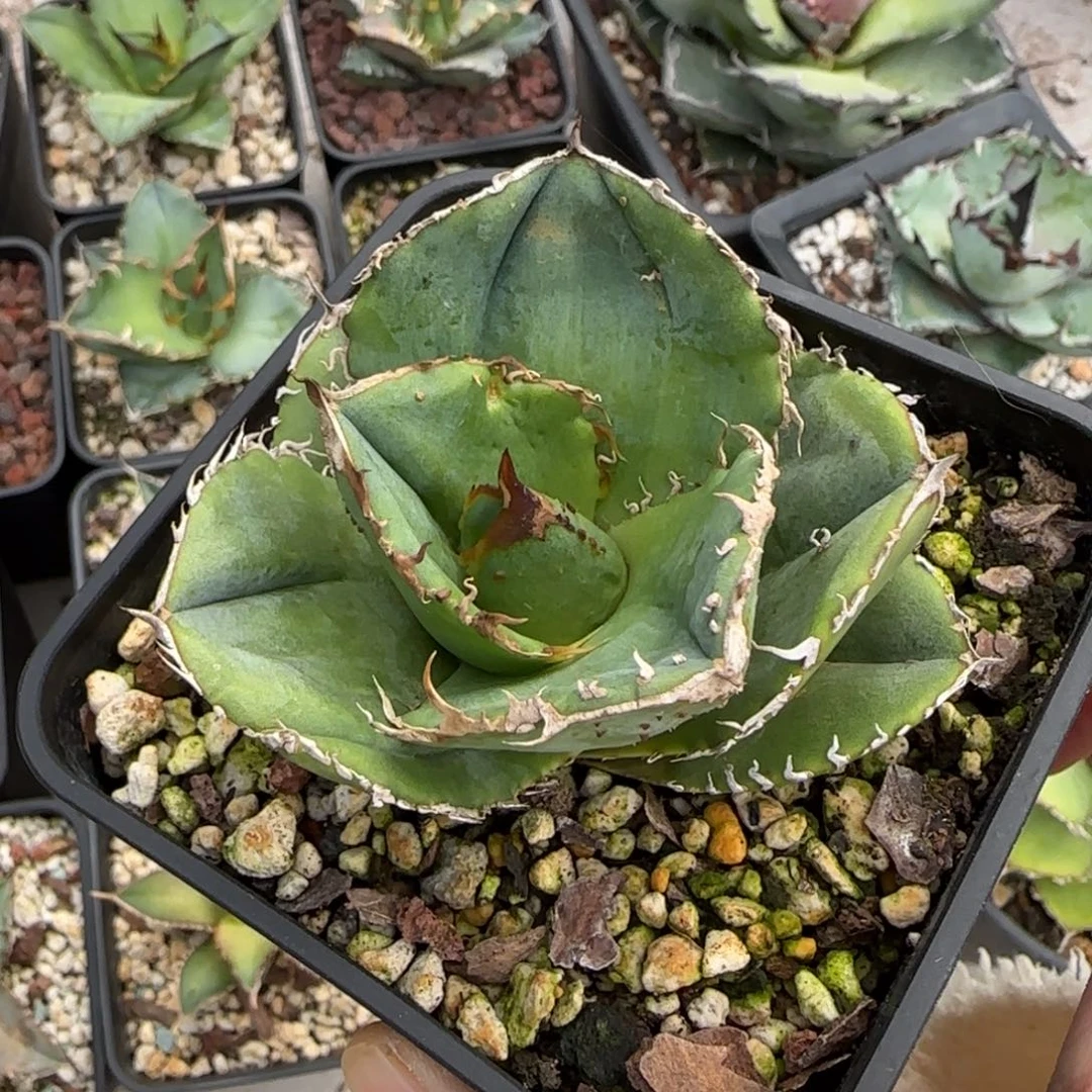 蚩尤仁王冠龙舌兰