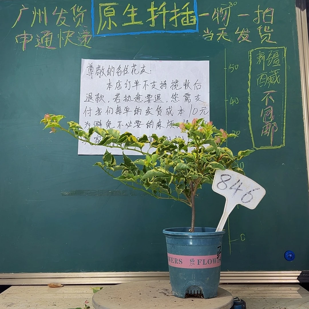 当前无花栽培后可以开花马斯846