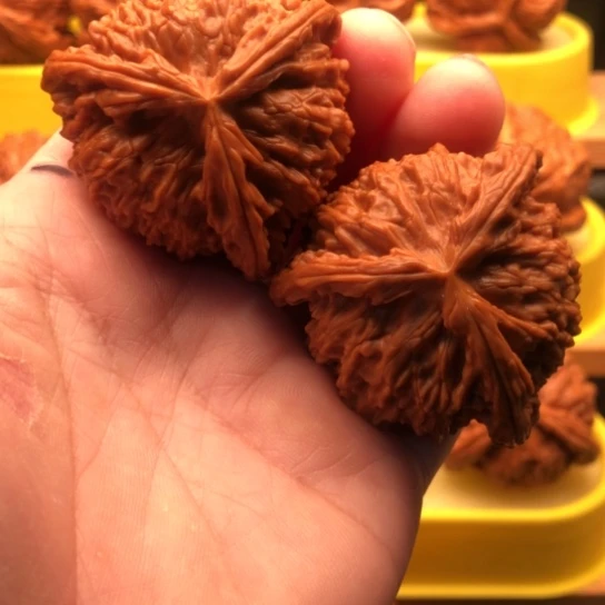 拾***少核桃核桃核桃核桃核桃