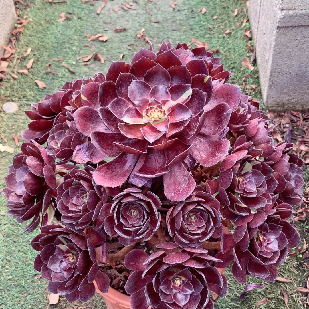 花花公子，多肉植物