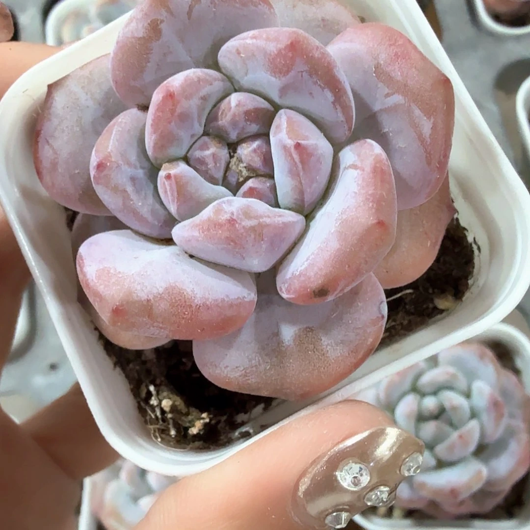 精品奶盖多肉植物