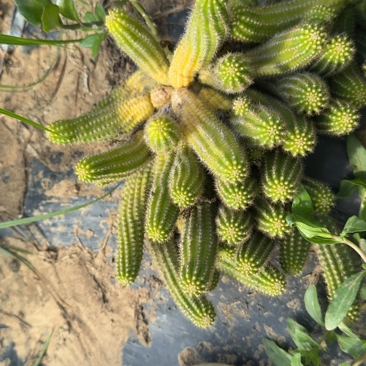 白檀仙人掌不规则群生782