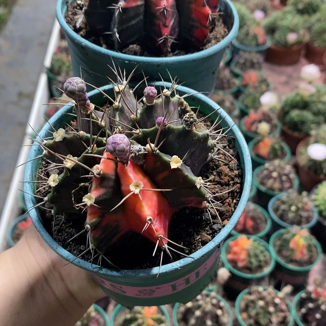 无花朵梦**味肋骨仙人球仙人掌