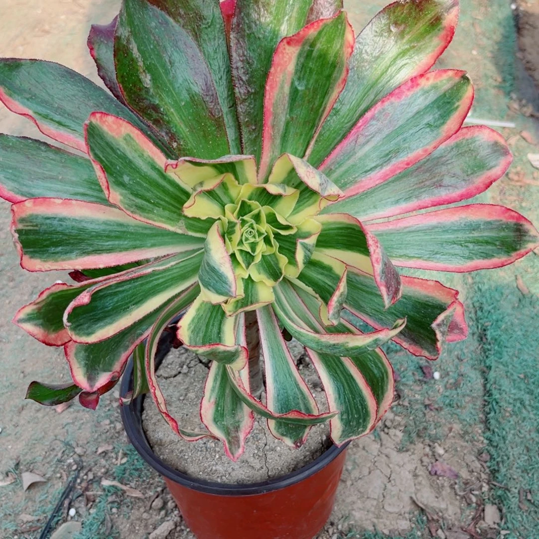 106魅影七彩多肉植物