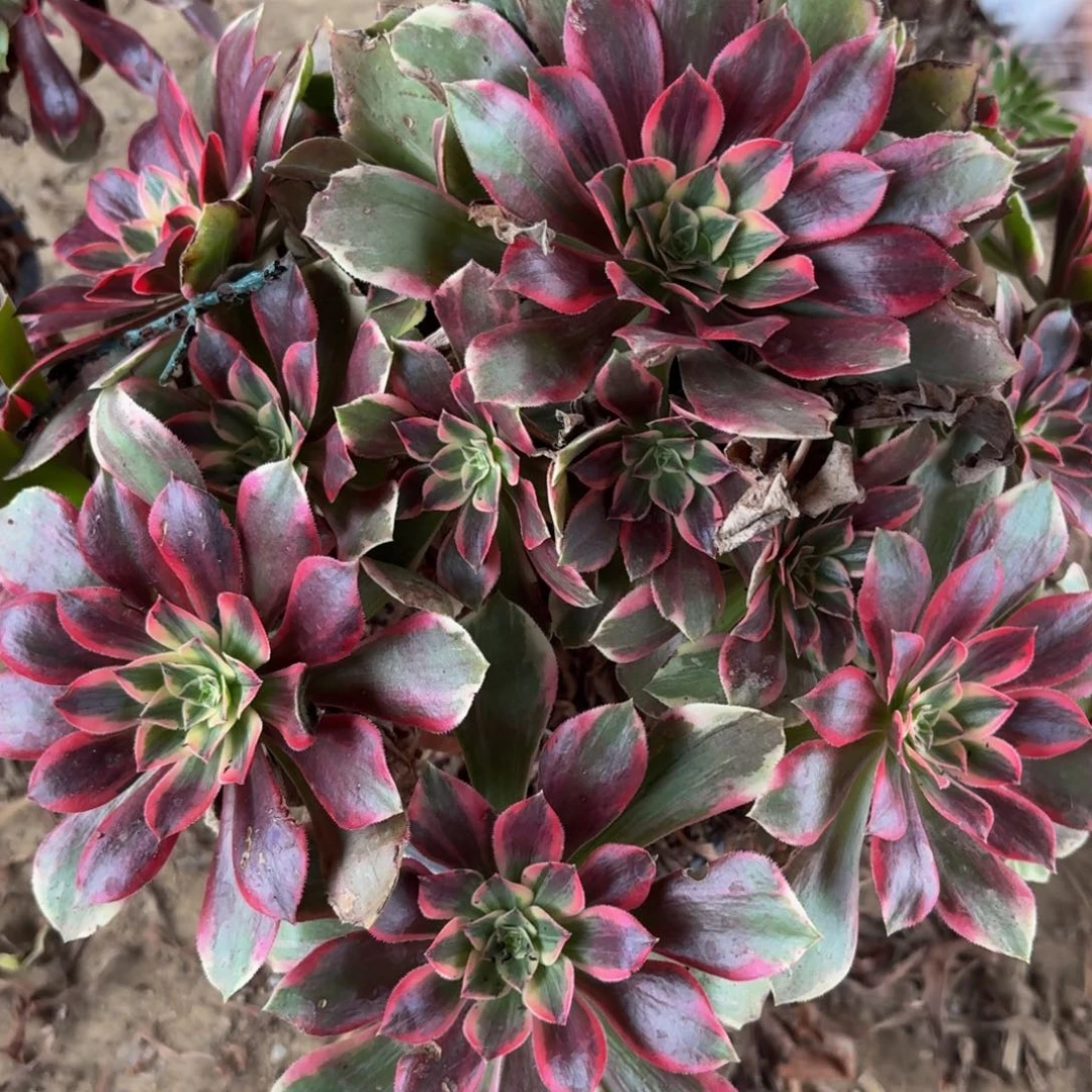 431多肉植物捧花的时候