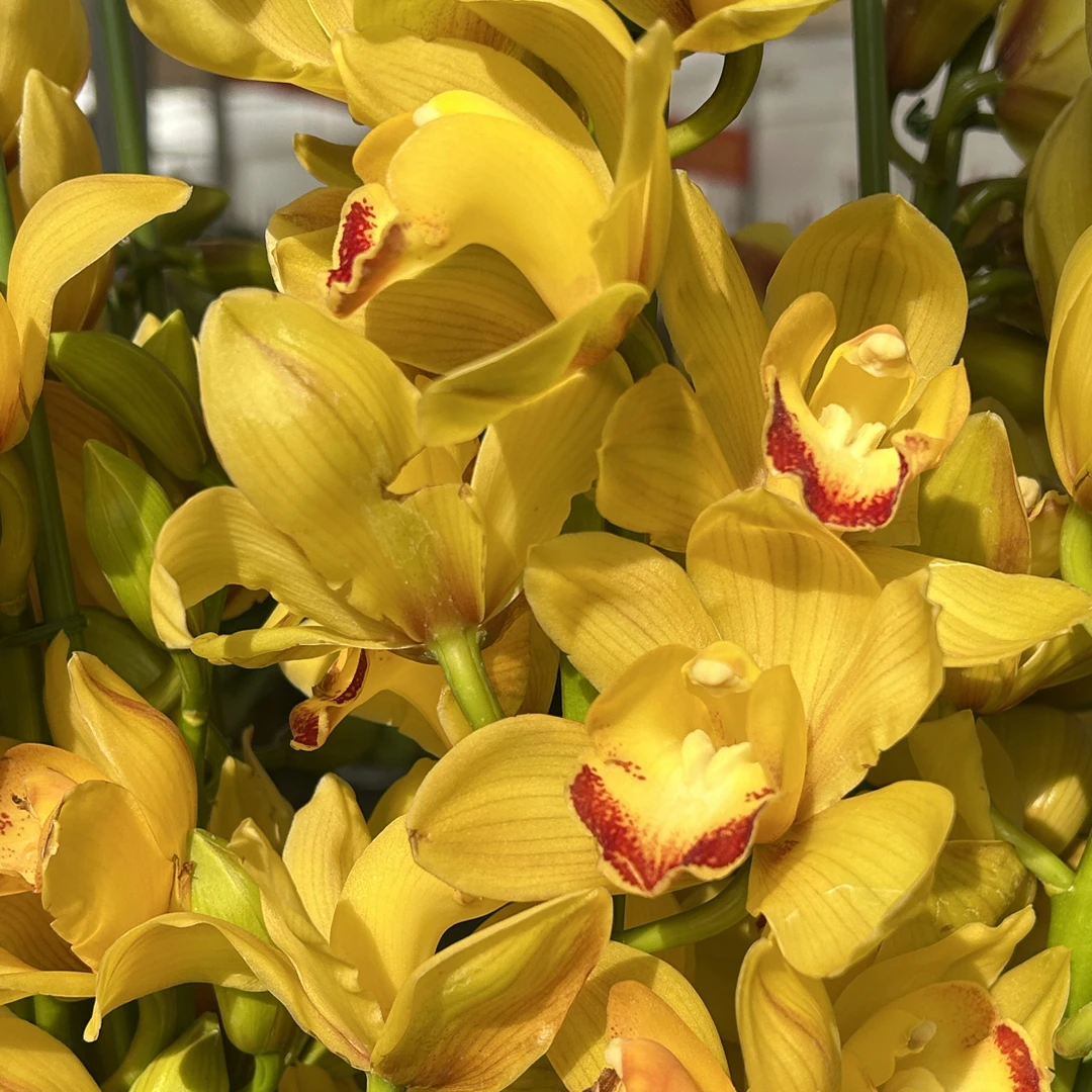 黄金岁月大花蕙兰盆栽3花剑室内客厅高端绿植好养多年生花年宵花