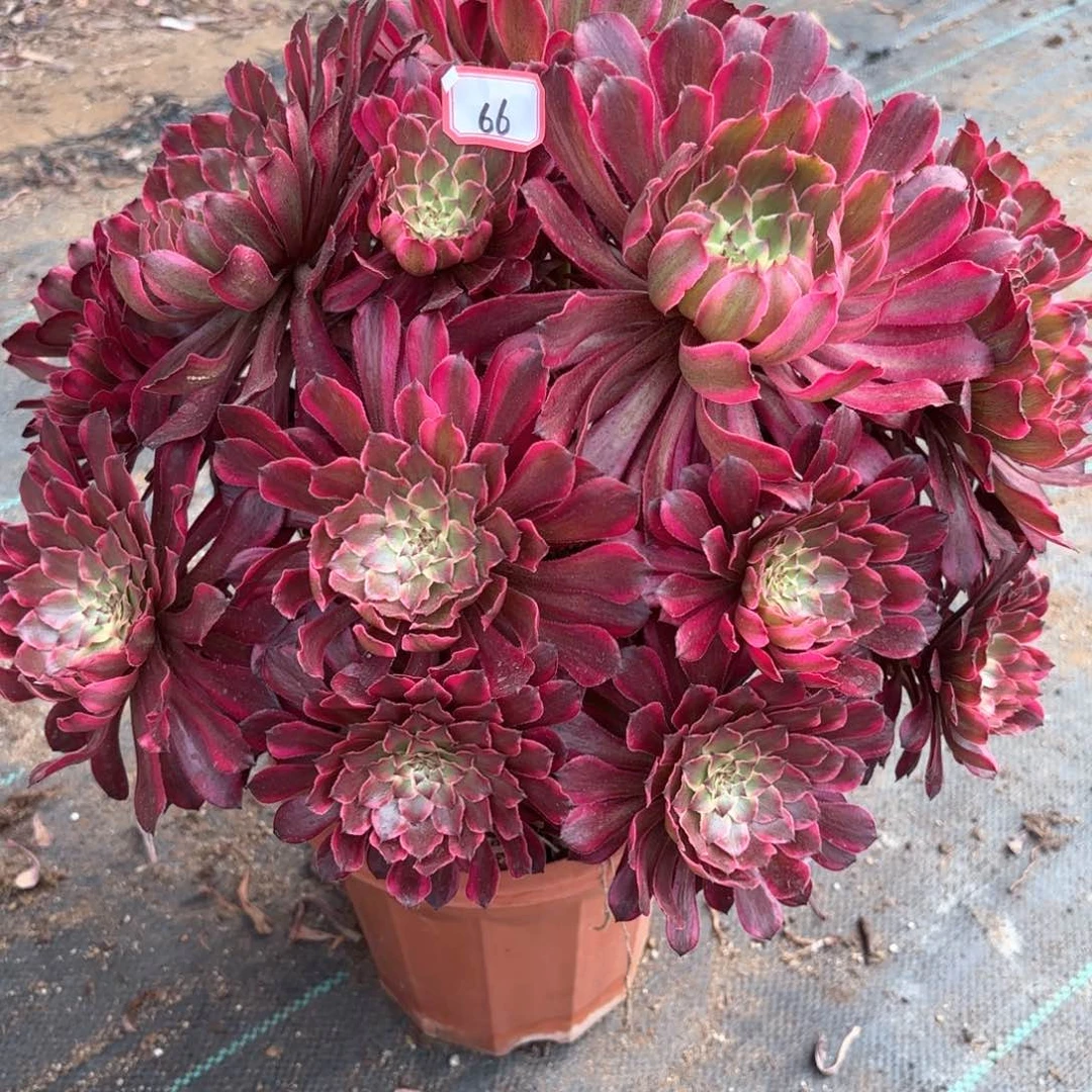 无花朵66雪肌朵朵多肉植物绿植