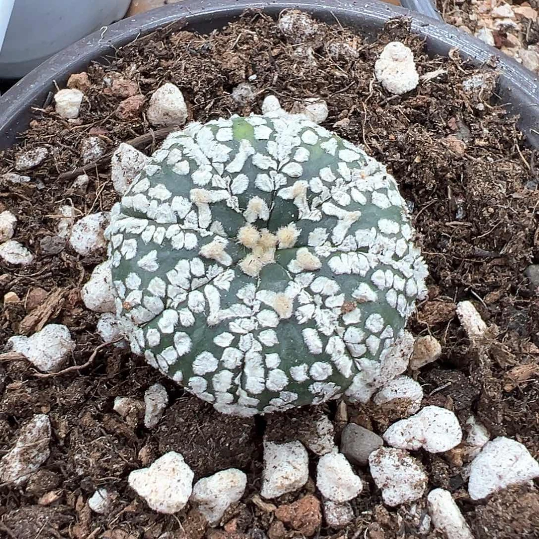 星兜海胆实生 一单包邮非偏远