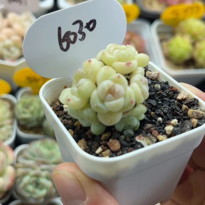 白糯心珍妮群6030。