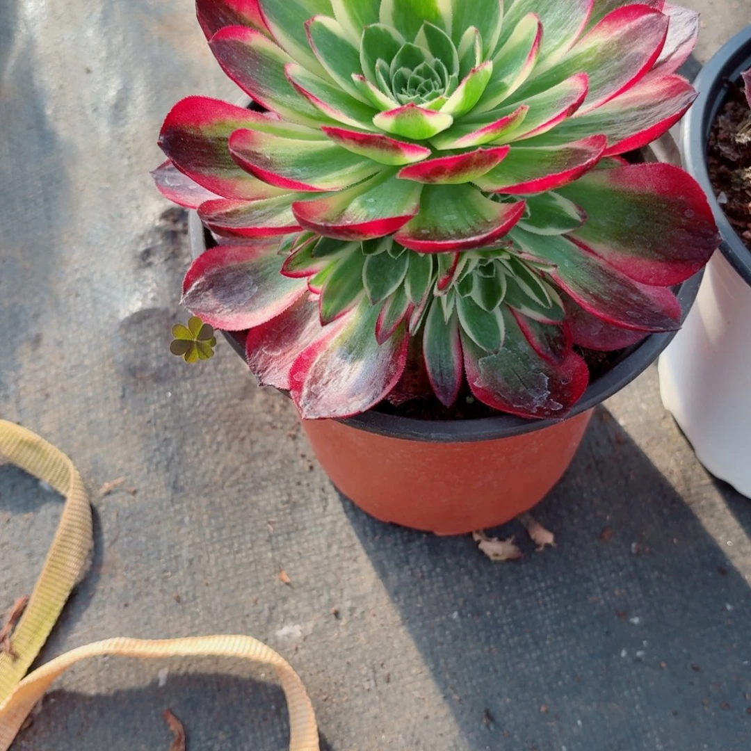 31法师锦多肉026海王