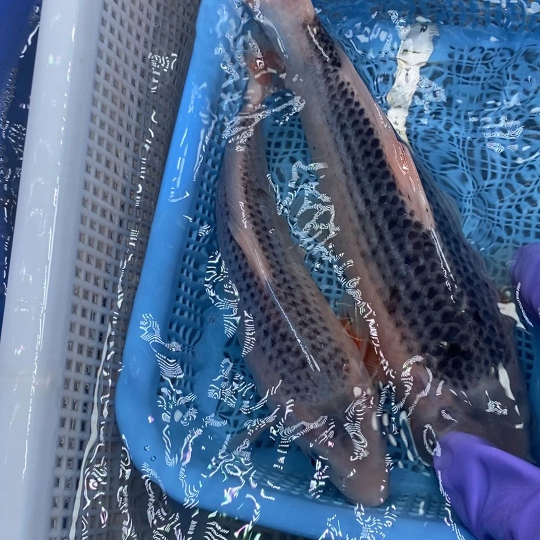 锦鲤冷水锦鲤包邮