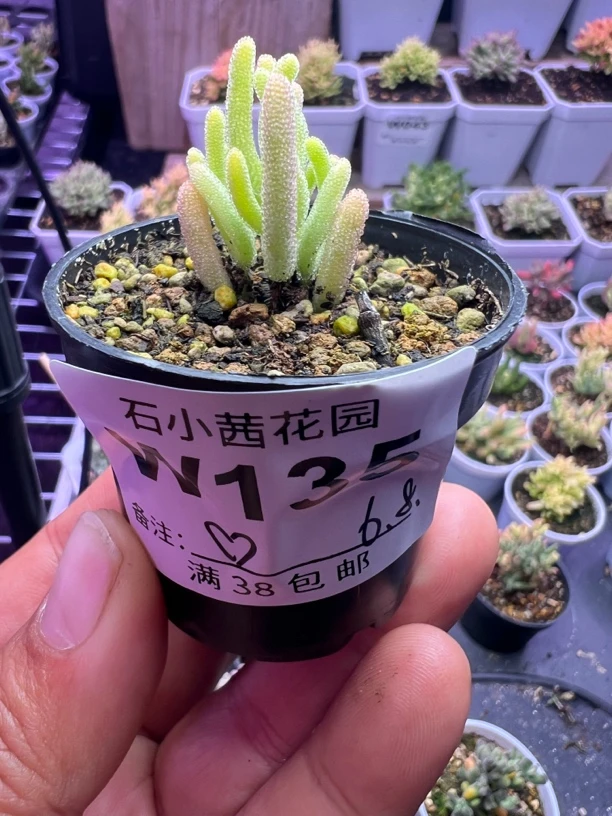 下播福利桃子专拍多肉植物枝干番杏红叶黄锦