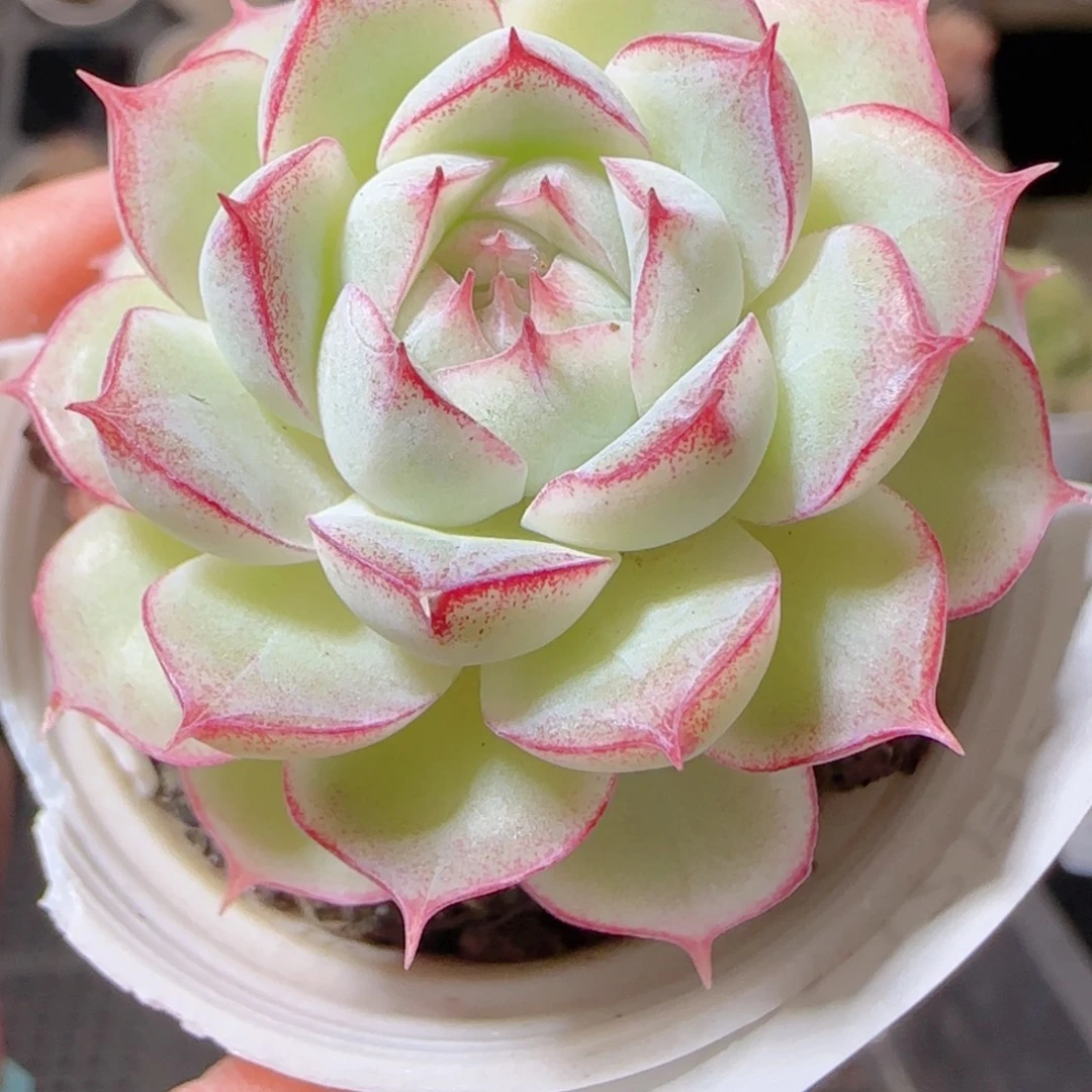 花语多肉1220-168女王