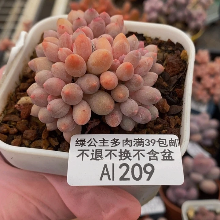 婴儿手指有伤4cm209多肉植物