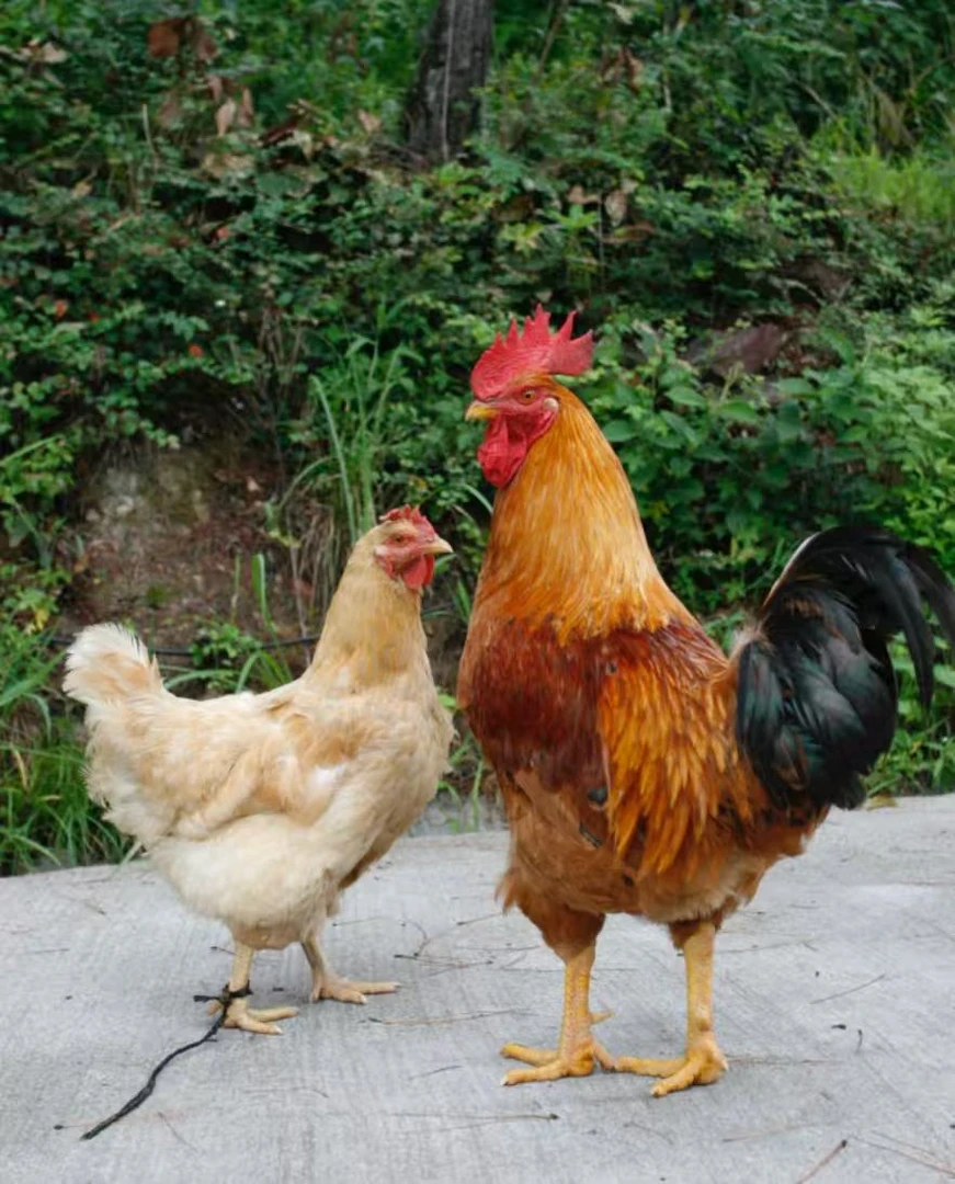 溜达鸡组合，一公一母，生鲜发出不支持拦截