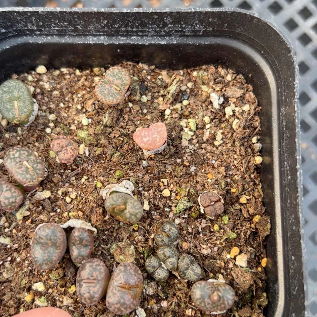 【闪购商品】52 年终福利 脱土