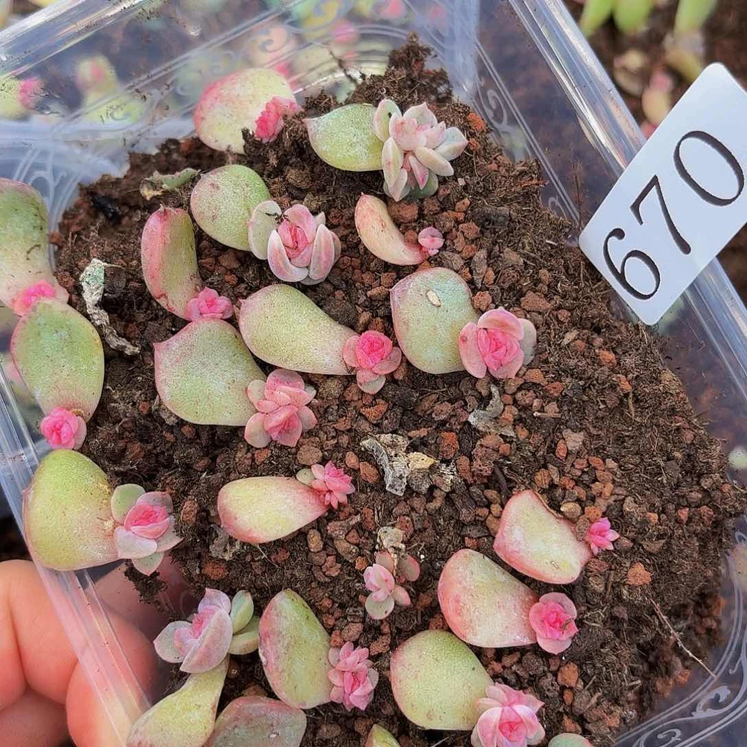 遇****馨多肉植物多肉植物670