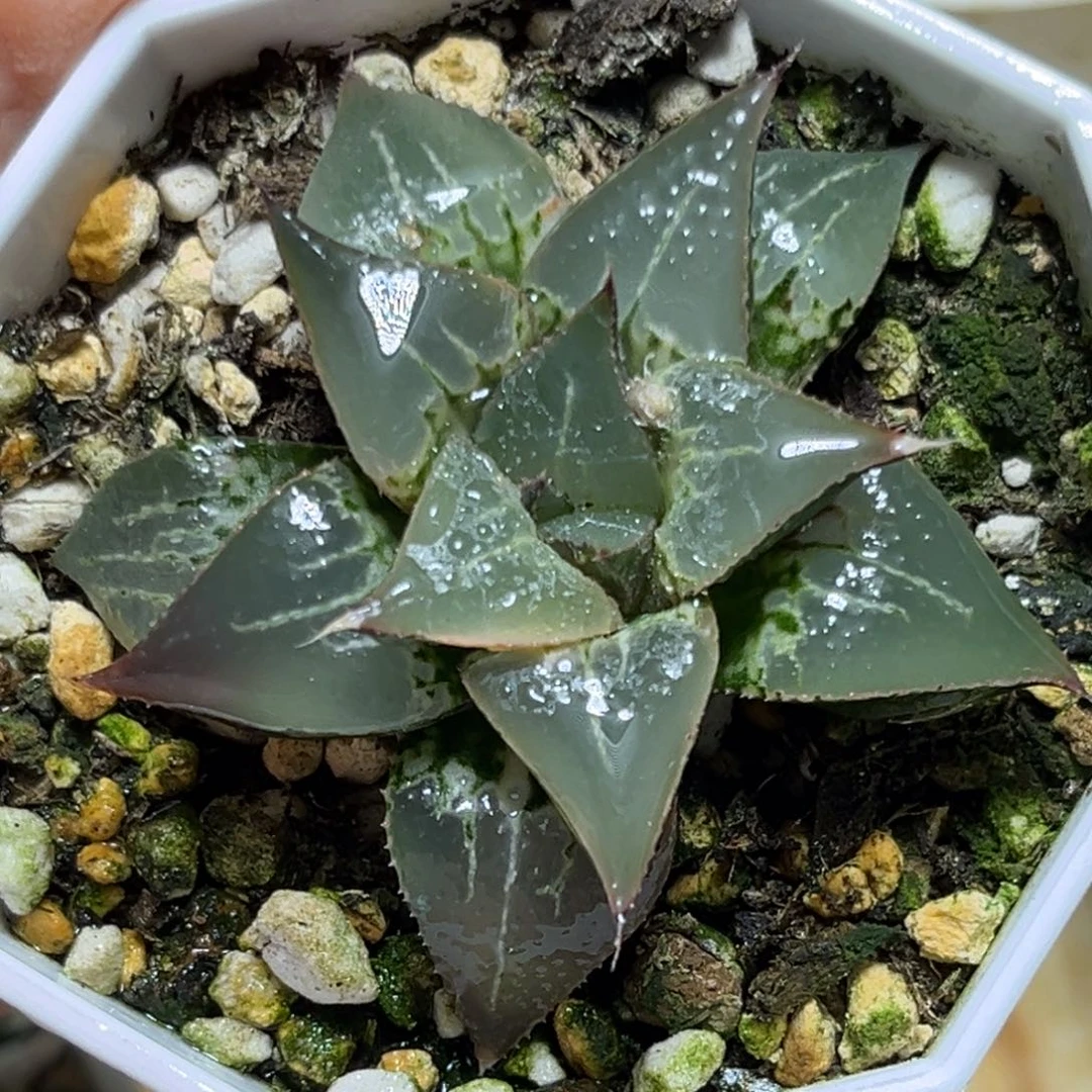 恭喜发财大吉大利532多肉