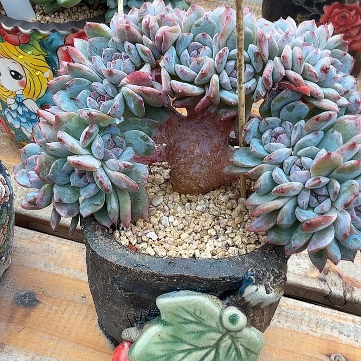 星影朵朵小树缀化