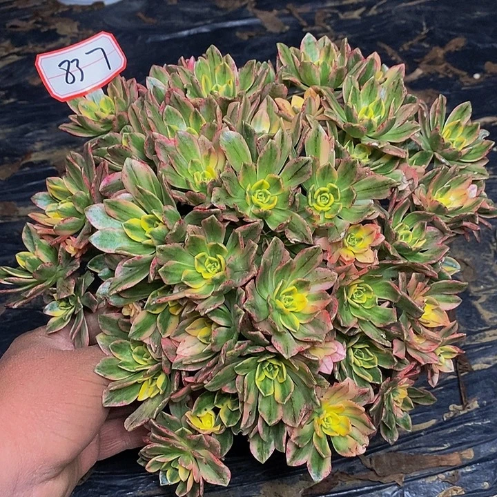 甜茶老桩法师837号