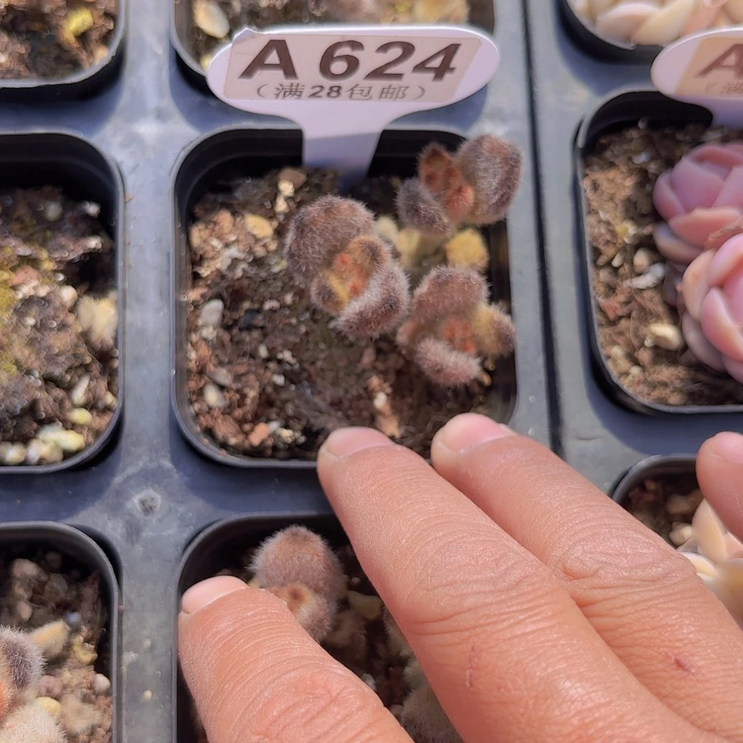 A624泰迪熊一物一拍