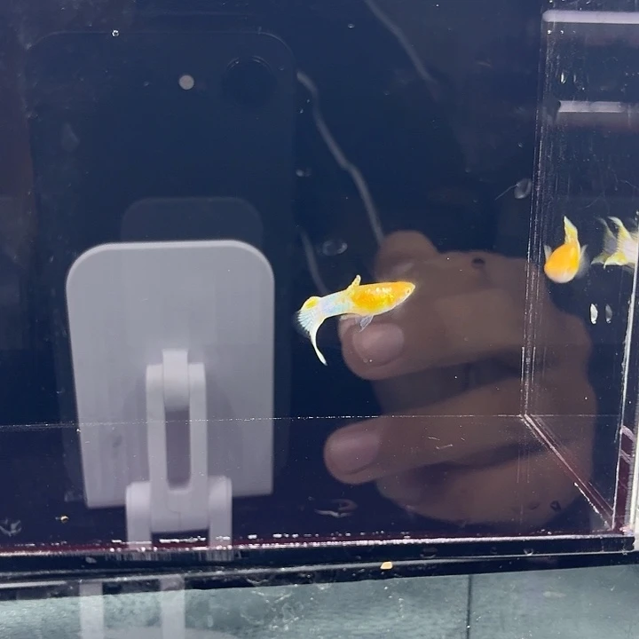 孔雀鱼蓝蕾丝双两对