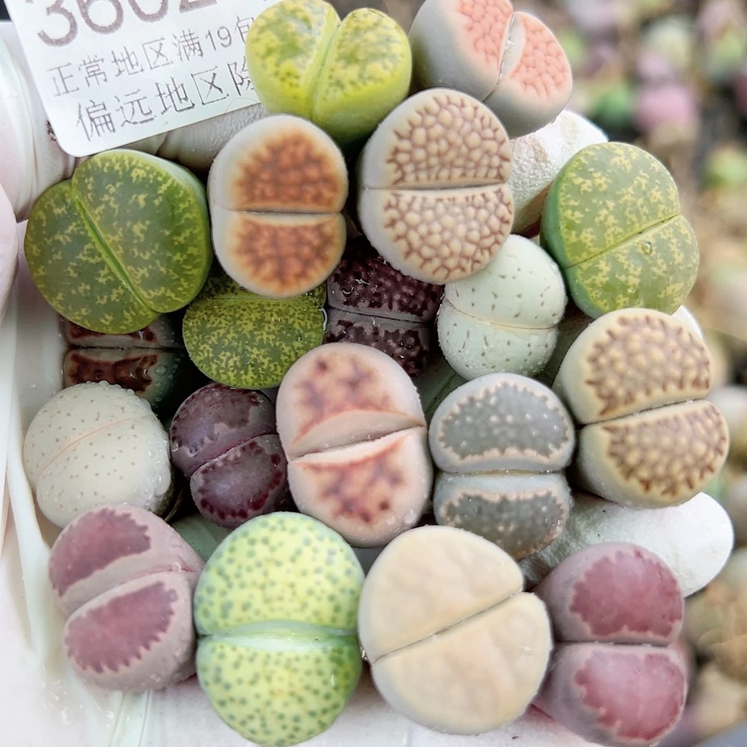 3602 好养易活生石花大母本19个