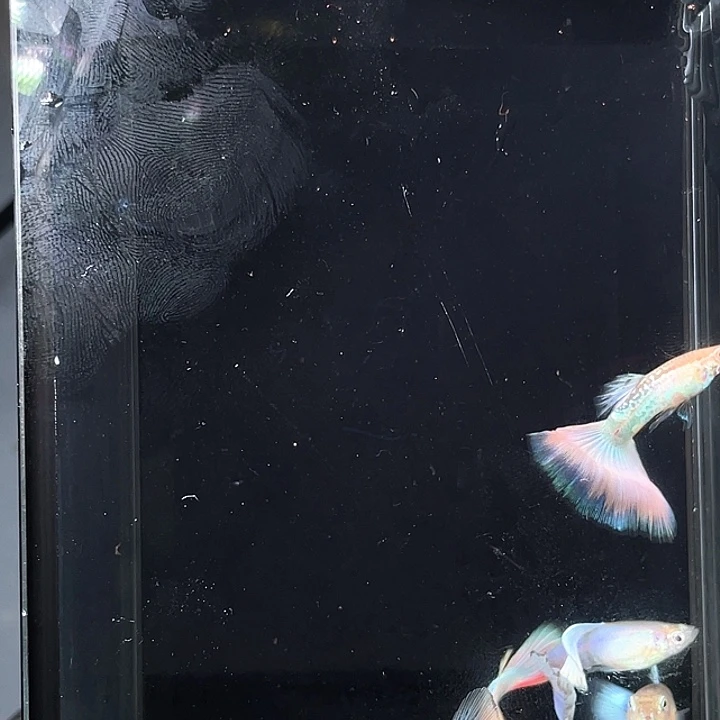 星***欠孔雀鱼组合+一对新加兰