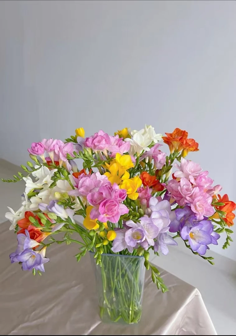 【牛牛鲜花】香雪兰   云南基地昆明现采现发