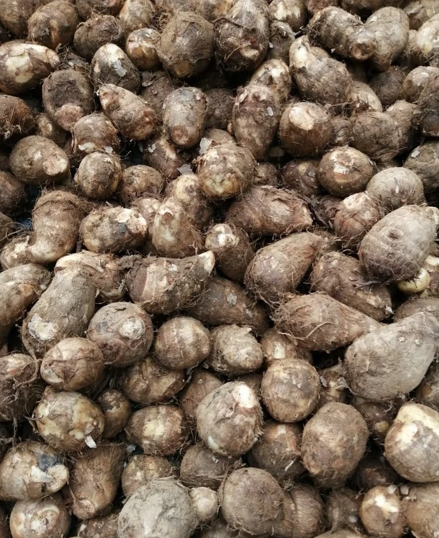 （福利品）顺丰包邮红芽芋小果