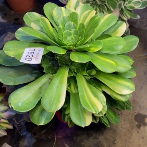 五彩琉璃多肉1820