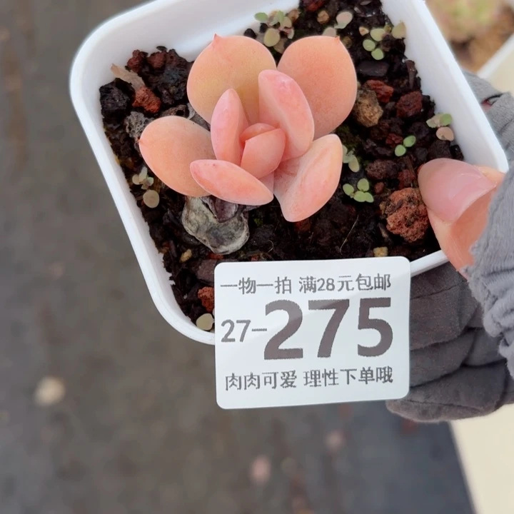 奶茶多肉无盆土发货无