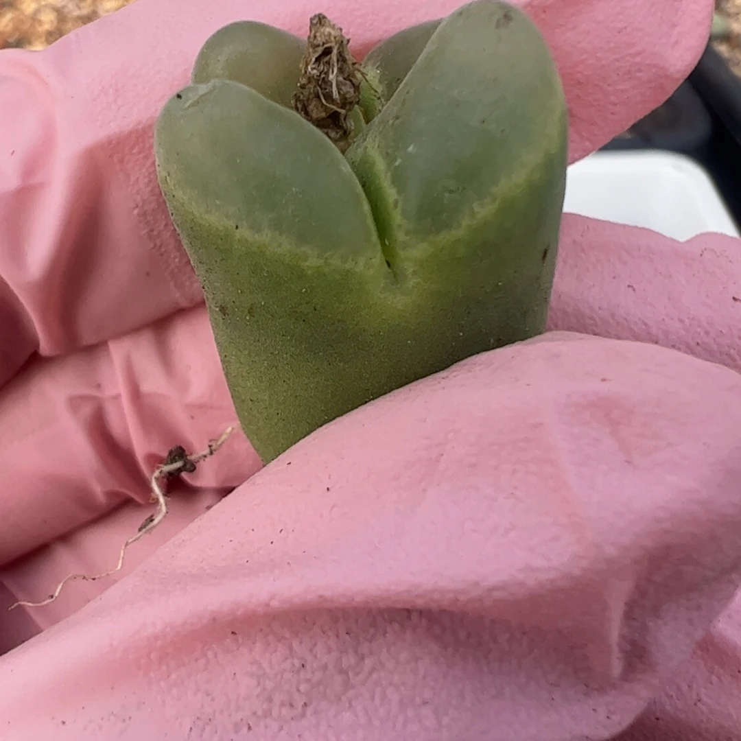 785 好看的多肉冲冲冲q