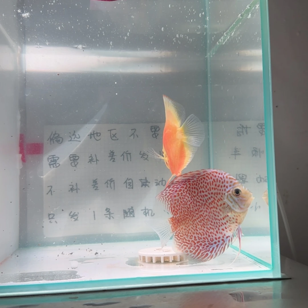 七彩神仙鱼肉身7-8偏远地区不拍