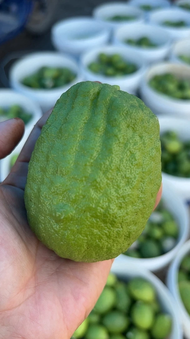 新鲜现摘无籽广东香水柠檬清香四溢果香浓郁