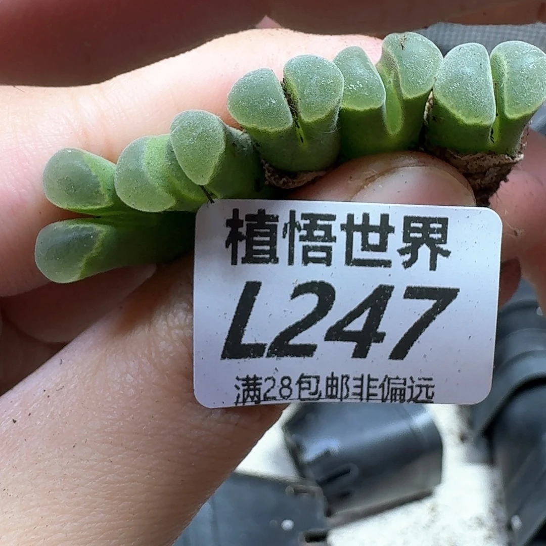 多肉植物多肉植物的人