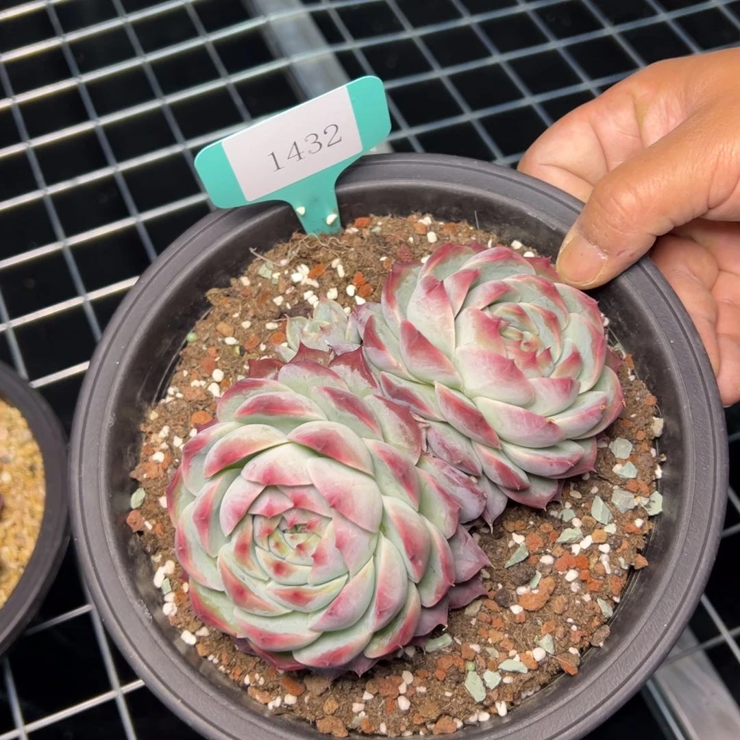 郭**°1432肉多哦哦肉