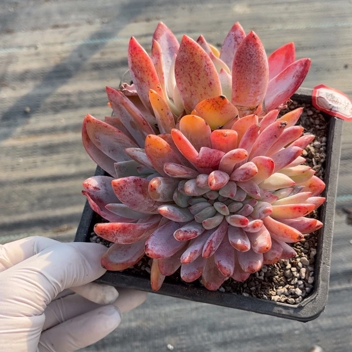 流***火橙子缀一颗群生140盆