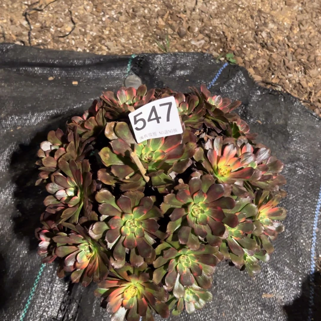 独***雪我是真的很喜欢这个