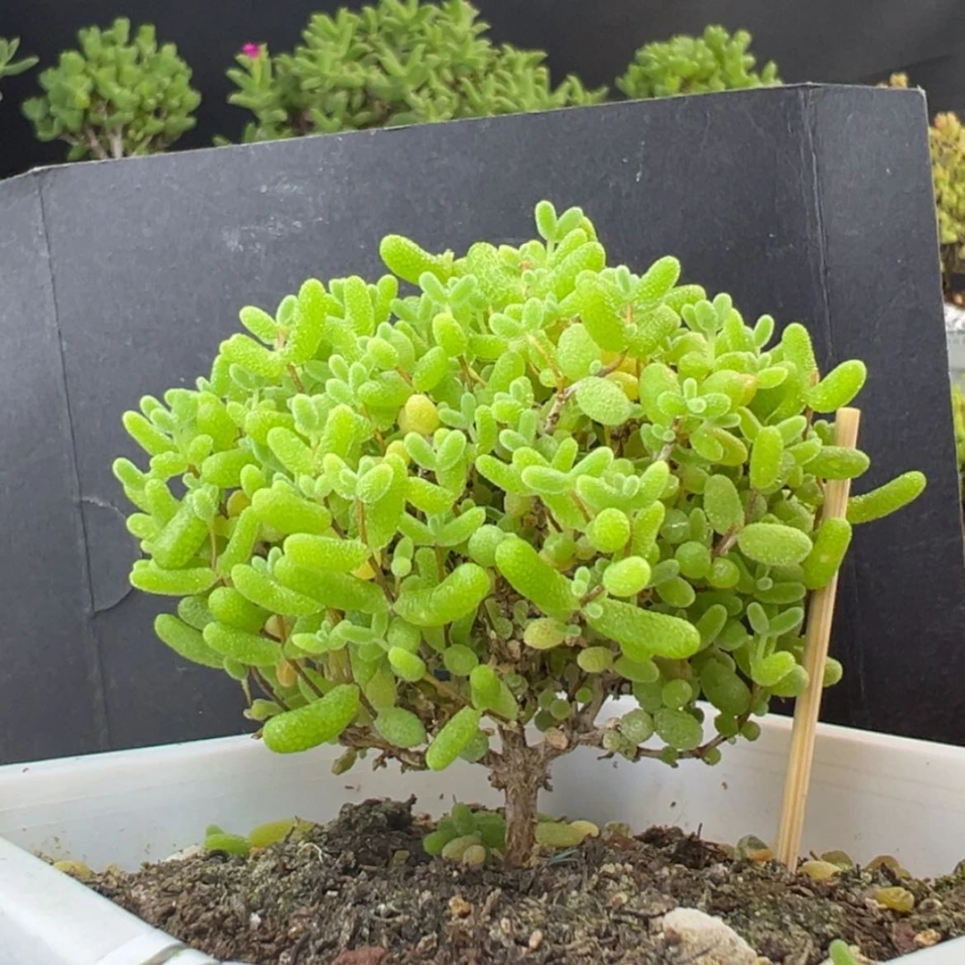 【闪购商品】dy2374蜜橘糖球冠幅6cm