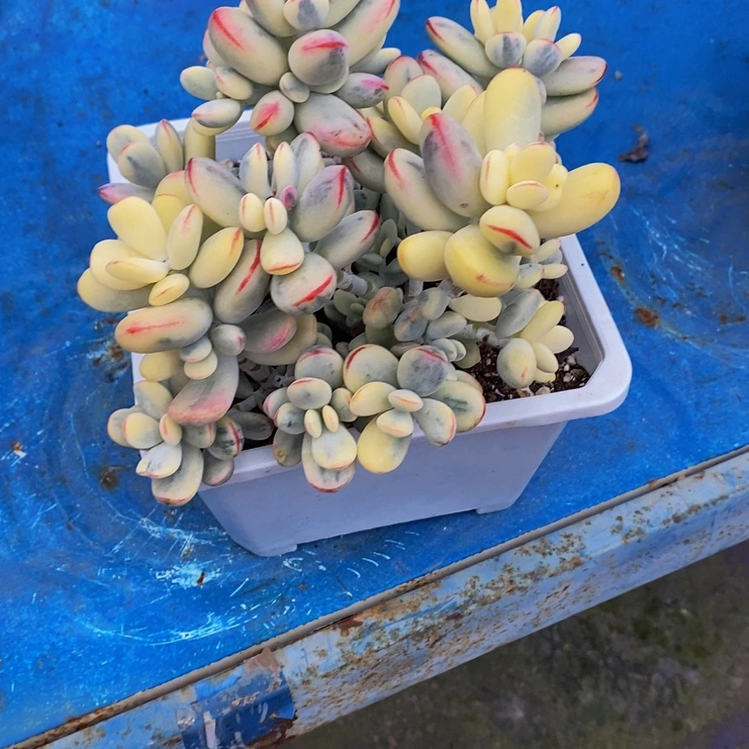 T***.乒乓福娘多肉植物包邮到家