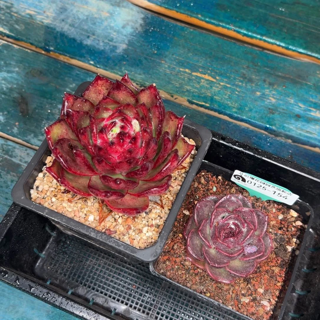 多肉一物一拍编号0125-154