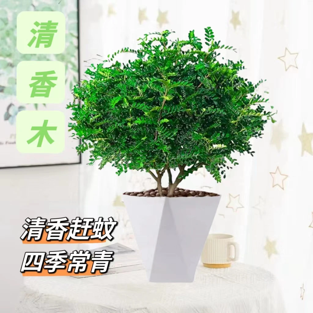 清香胡椒木盆栽花卉室内外驱蚊草植物树苗老桩盆景九里香绿植2