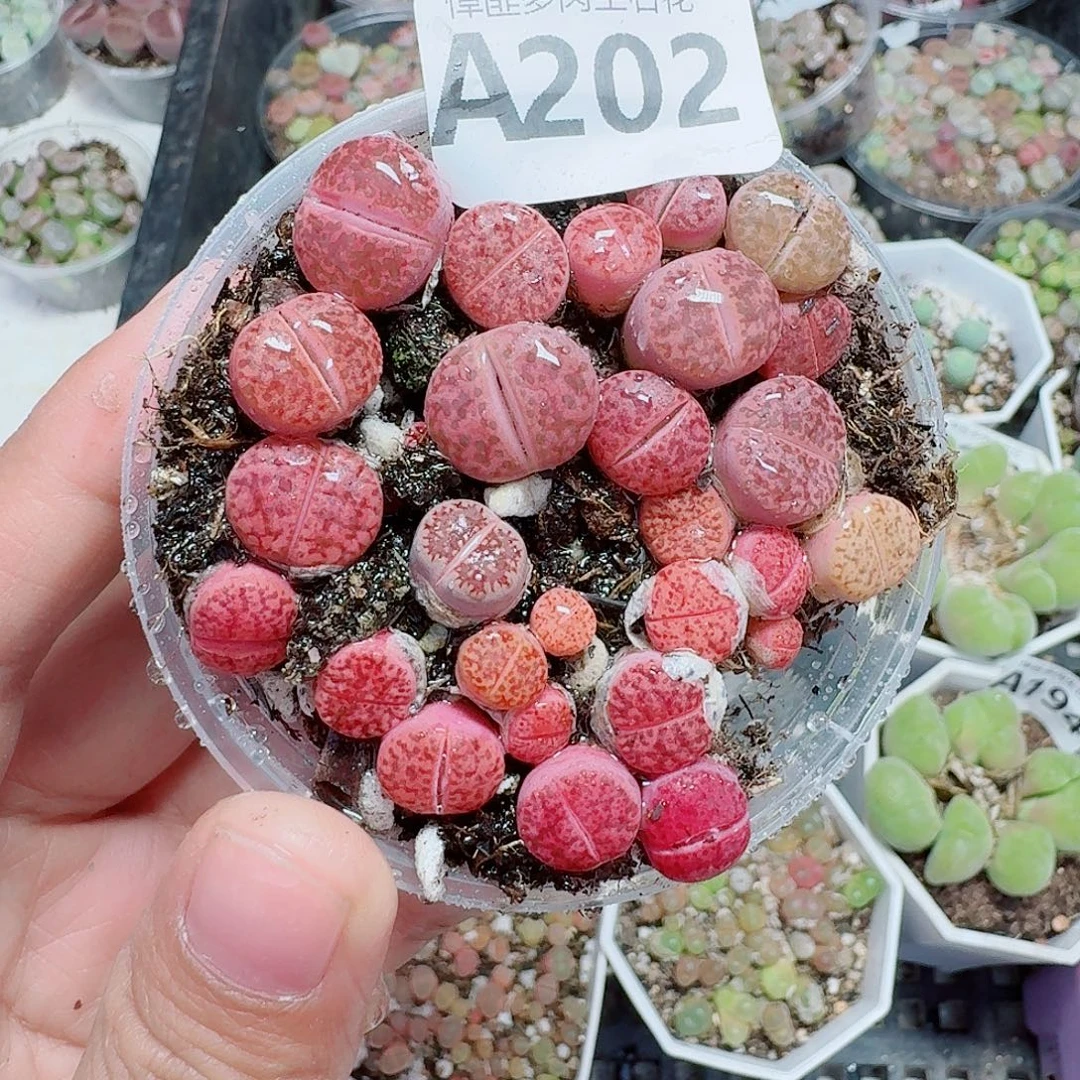 202多肉植物多肉植物