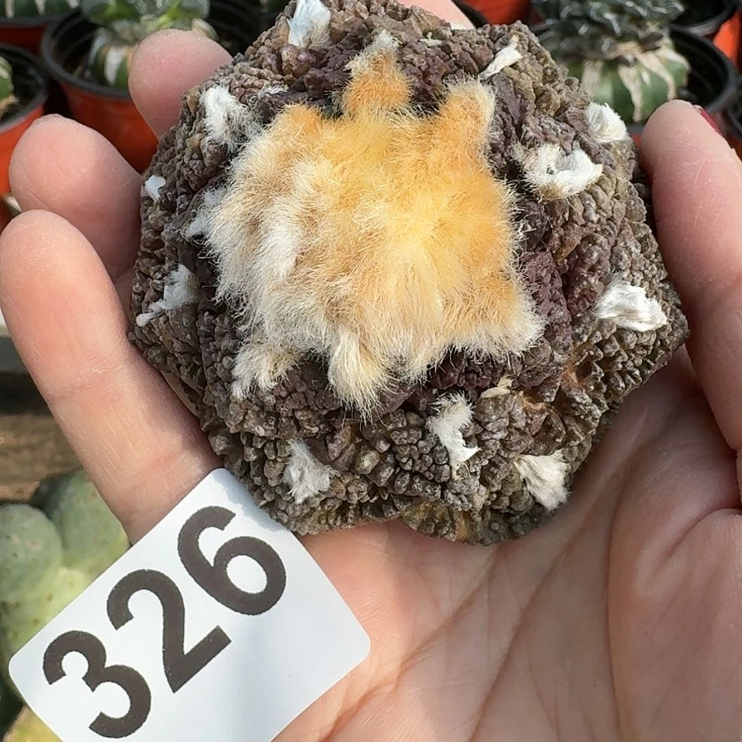 大量花朵（建议范围：8朵-15朵 或40%以上）艳肌龟甲牡丹326