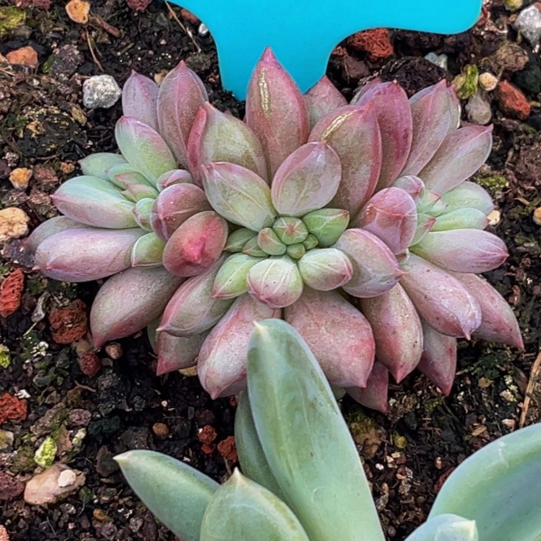 1909下午多肉植物群生