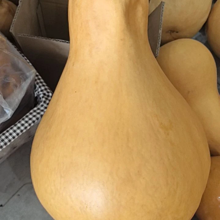 是*呀票葫芦一个，高度40