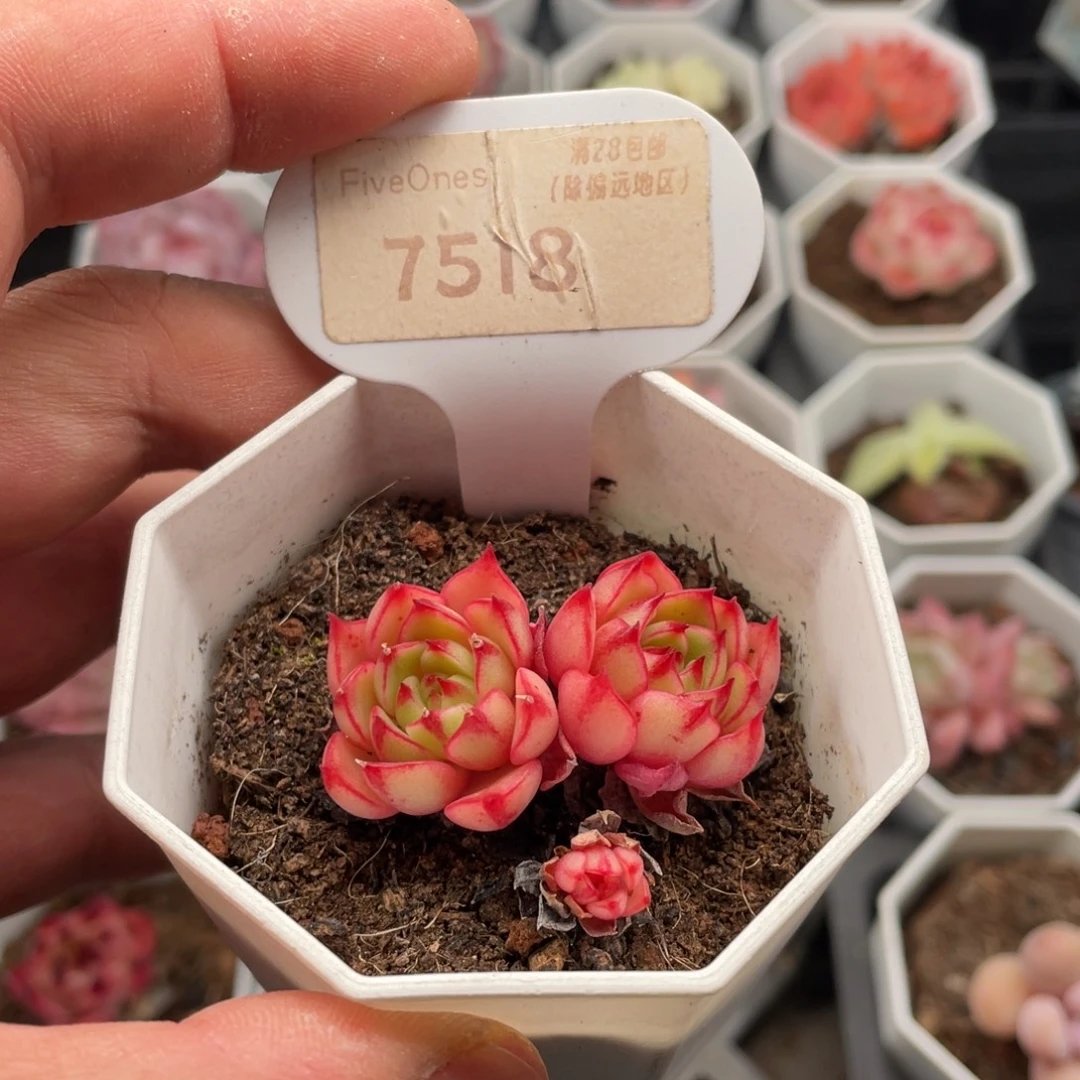 多肉魔焰7518-4.5厘米