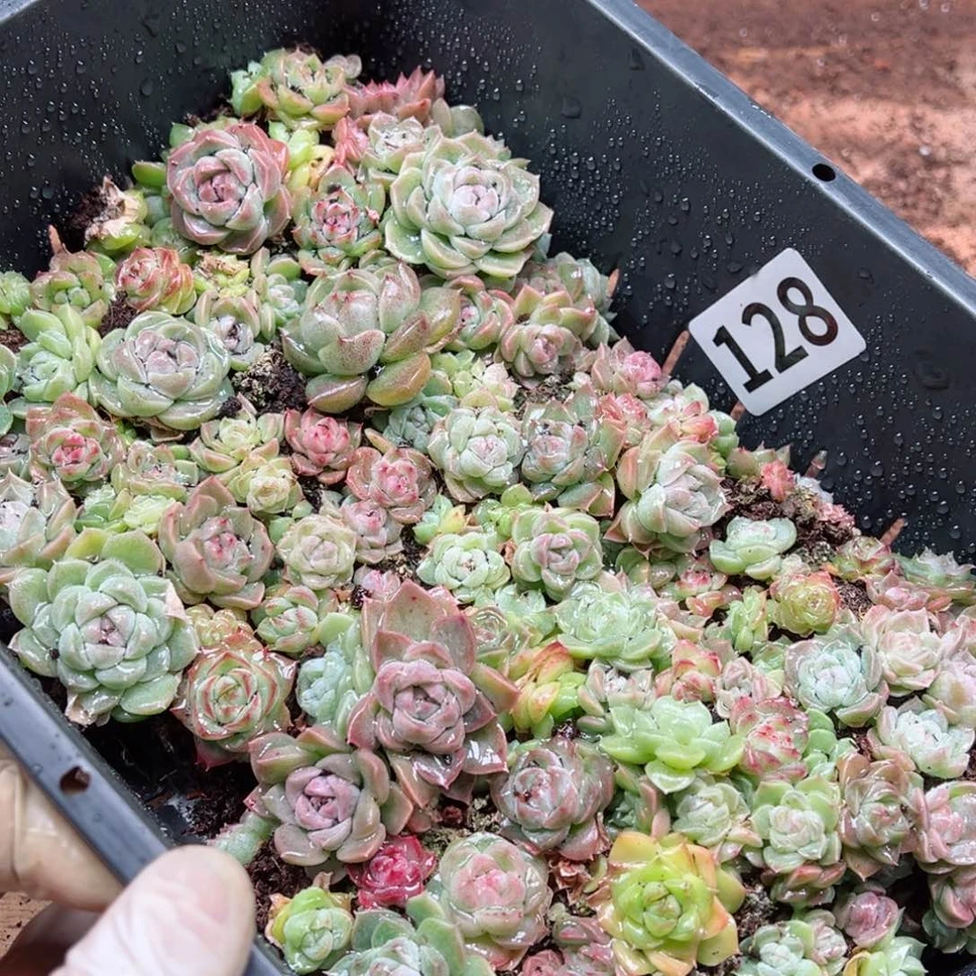 ？多肉植物多肉植物