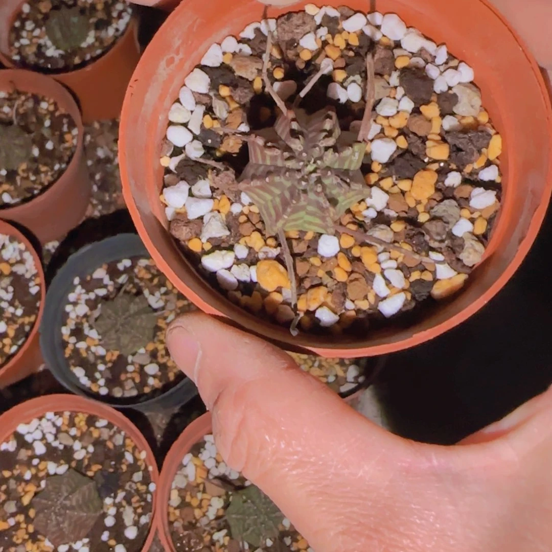 百**.块根植物块根植物